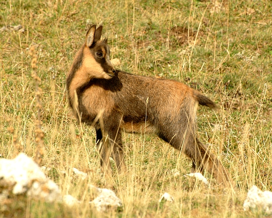 Camoscio d''Abruzzo Rupicapra pyrenaica ornata